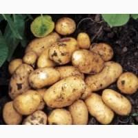 Насіннєва картопля Гранада Київська область купити, роздріб від 10 кг