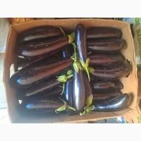 Продам баклажан оптом з поля