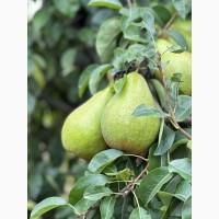 Продам грушу, урожай 2025 року