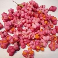 Насіння бересклету продам