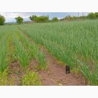 Продам часник та однозубку сорт Гулівер