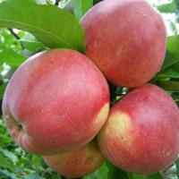 Закуповуємо яблука сорту Ліголь - обсяги від 10 тонн