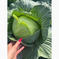 Продаю капусту на голубці, сорт ЕКСПЕЙТЕЙШЕН