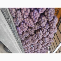 Продам товарну картоплю