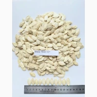 Продам насіння гарбуза сотр Turkish, Lady Nail