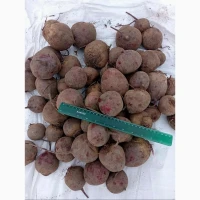 Продам мега качественный буряк
