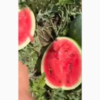 Продам арбуз сегодня