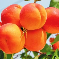 Куплю абрикос та інші фрукти