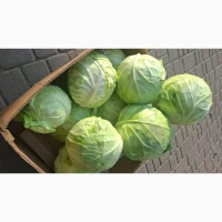 Продам капусту