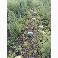 Продам кавун Талісман та Атаман