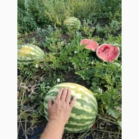 Продам кавун Талісман та Атаман
