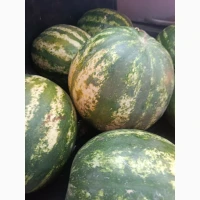 Продам кавун Талісман та Атаман