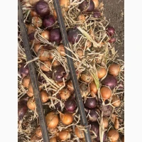 Куплю цибулю об’ємом