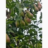 Продав талгарку