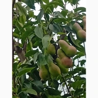 Продав талгарку