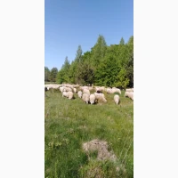 Продам вівці