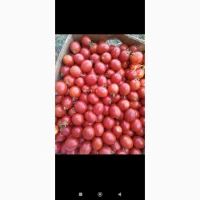 Продам помідор солероссо