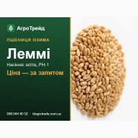 Насіння пшениці Леммі (Saaten-Union) - озима, еліта, РН-1