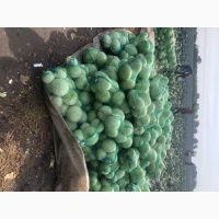 Капуста агрессор поздняя