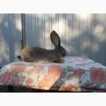 Продам кроликов БВ