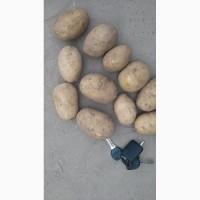 Продам отличный товарный картофель, Гранада, Беллароза, Ароза