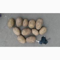 Продам отличный товарный картофель, Гранада, Беллароза, Ароза