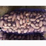 Продам картофель оптом, сортов Романо, Пикассо, Гранада, Бела роса, Панянка