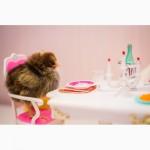 Молодняк птицы, цыплята, гусята, утята и т.д