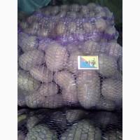 Продам капусту, картофель, морковь, Лук
