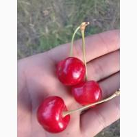 Продаж черешню