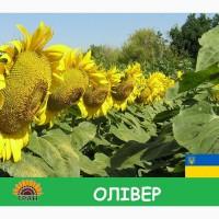 Насіння соняшника Олівер / Семена Подсолнечника гибрид Оливер