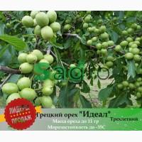 Продам саженцы Грецкого Ореха