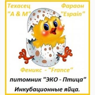 Яйца инкубационные перепела Фараон Испания