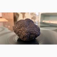 Трюфель чорний, трюфель черный, black truffle, Tartufo, Італія Карпати