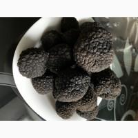 Трюфель чорний, трюфель черный, black truffle, Tartufo, Італія Карпати