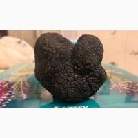 Трюфель чорний, трюфель черный, black truffle, Tartufo, Італія Карпати