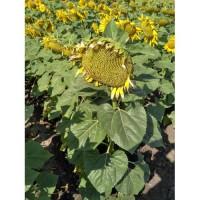 Продам подсолнечник Лейила
