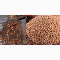 Миндаль земляной (чуфа) для еды, семена для посадки 100 грам - 100 грн