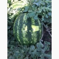 Продам Кавун на експорт