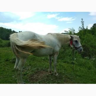 Продам кобилу