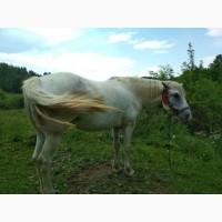 Продам кобилу
