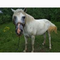 Продам кобилу