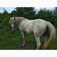Продам кобилу