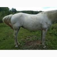 Продам кобилу