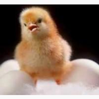 Продаём яйцо инкубационное