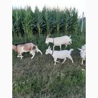 Продам козье молоко, творог, брынзу