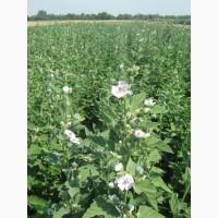 Продам насіння алтеї лікарської та інших рослин