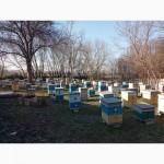 Продам пчёлопакеты