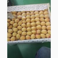 Абрикос шалах