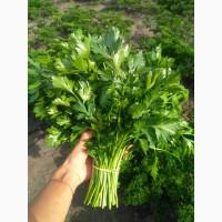 Продам зелень петрушки, та петрушки кучерявої. Петрушка.Свіжа зелень.Кучерява петрушка